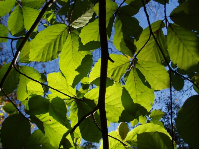 Gli alberi 